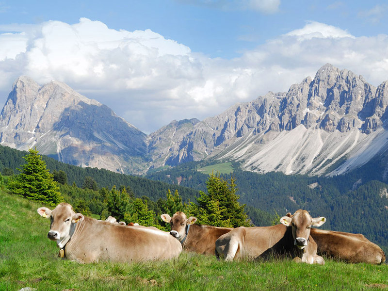 Ferienwohnung Dolomiten