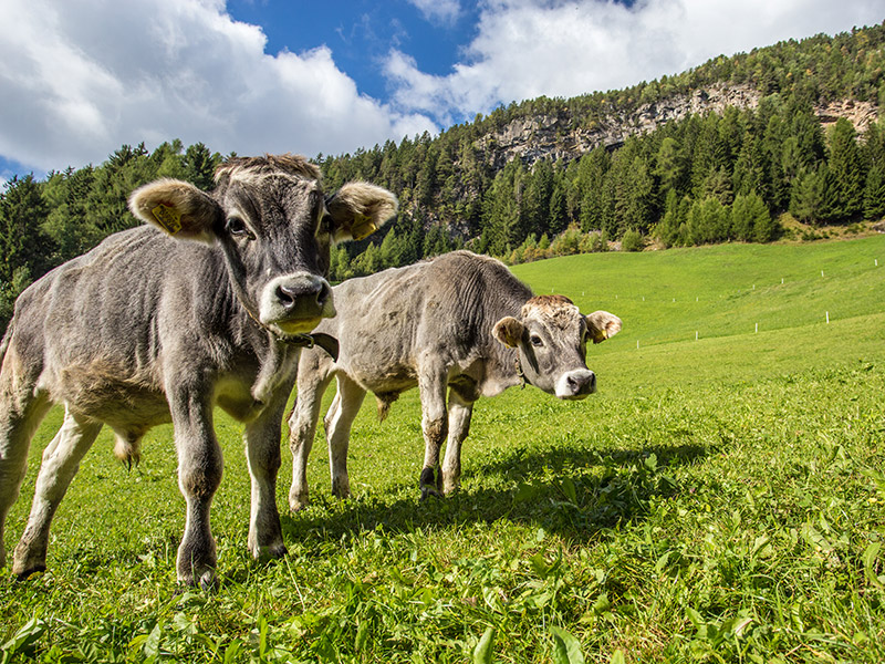 Gufidaun bei Klausen im Eisacktal